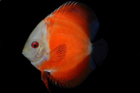 picture of White Face Marlboro Discus Med                                                                       Symphysodon aequifasciatus