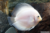 picture of Snow White Discus Med                                                                                Symphysodon aequifasciatus