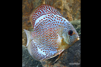 picture of Leopard Snakeskin Discus Med                                                                         Symphysodon aequifasciatus