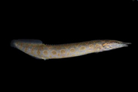 picture of Tiretrack Eel M/L                                                                                    Mastacembelus armatus armatus