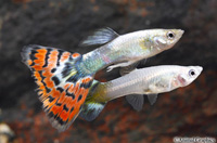 picture of Blue Variegated Delta Guppy Pair Med                                                                 Poecilia reticulata