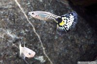 picture of Green Cobra Delta Guppy Pair Med                                                                     Poecilia reticulata