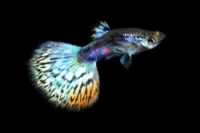 picture of Blue Metallic Guppy Male Med                                                                         Poecilia reticulata