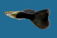 picture of 1/2 Black Delta Guppy Pair Med                                                                       Poecilia reticulata