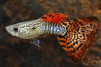 picture of Yellow & Black Leopard Guppy Male Med                                                                Poecilia reticulata