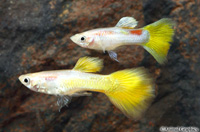 picture of Yellow Pearl Guppy Male Med                                                                          Poecilia reticulata