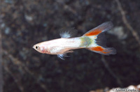 picture of Sunshine Lyretail Guppy Male Med                                                                     Poecilia reticulata