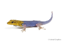 picture of Yellow Headed Dwarf Gecko, MD LYGODACTYLUS LUTEOPICTURATUS