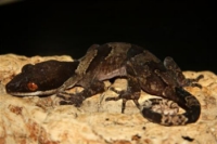 picture of Giant Bent Toe Gecko Lrg                                                                             Cyrtodactylus louisadensis