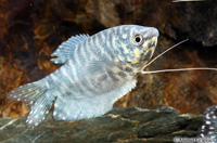 picture of Opaline Gourami Reg                                                                                  Trichogaster trichopterus 'Cosby'