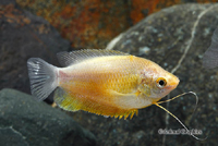 picture of Sunset Thicklip Gourami Lrg                                                                          Colisa labiosa