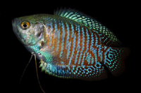 picture of Dwarf Gourami Male Reg                                                                               Colisa lalia