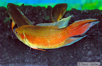 picture of Flame Paradise Gourami Reg                                                                           Macropodus opercularis 'Flame'