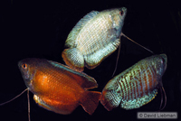 picture of Assorted Fancy Dwarf Gourami Male Reg                                                                Colisa lalia