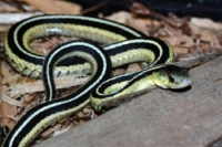 picture of Wandering Gartersnake Med                                                                            Thamnophis elegans vagrans