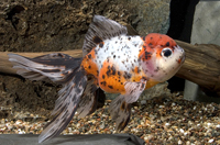 picture of Calico Oranda Goldfish Lrg                                                                           Carassius auratus