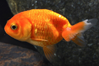 picture of Red Lionhead Goldfish M/S                                                                            Carassius auratus