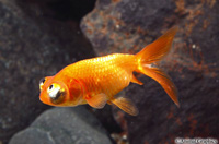 picture of Celestial Eye Goldfish Reg                                                                           Carassius auratus