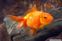 picture of Pearlscale Goldfish M/S                                                                              Carassius auratus
