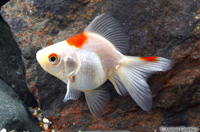 picture of Red & White Ryukin Goldfish Reg                                                                      Carassius auratus