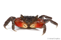 picture of Red Claw Crab Reg                                                                                    Perisesarma bidens