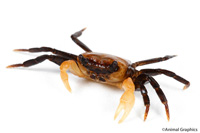 picture of Orange Arm Vampire Crab Borneo Med                                                                   Geosesarma sp.