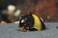 picture of Horned Nerite Snail Reg                                                                              Clithon diadema