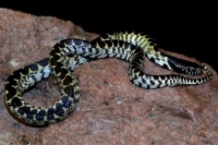 picture of Desert Kingsnake Sml                                                                                 Lampropeltis getula splendida