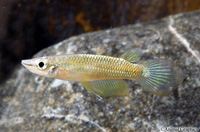 picture of Golden Wonder Killie Reg                                                                             Aplocheilus lineatus 'Gold'