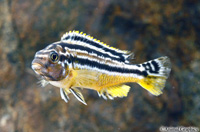 picture of Auratus Cichlid Reg                                                                                  Melanochromis auratus