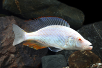 picture of Albino Dimidochr. Compressiceps Cichlid Lrg                                                          Dimidiochromis compressiceps 'Albino'