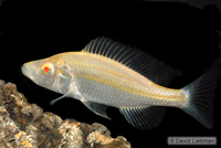 picture of Albino Dimidochr. Compressiceps Cichlid Med                                                          Dimidiochromis compressiceps 'Albino'