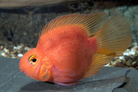 picture of Purple Parrot Cichlid Reg                                                                            Amphilophus labiatus x Heros severus