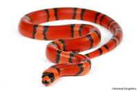 picture of Tangerine Honduran Milksnake Sml                                                                     Lampropeltis triangulum hondurensis