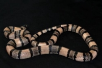 picture of Anerythristic Honduran Milksnake Sml                                                                 Lampropeltis triangulum hondurensis