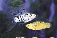picture of Assorted Sailfin Molly Pair Med                                                                      Poecilia velifera