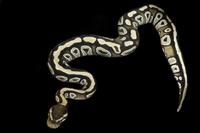 picture of Mojave Yellow Belly Python Male M/S                                                                  Python regius