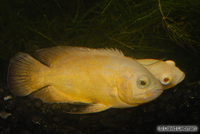 picture of Lemon Oscar M/S                                                                                      Astronotus ocellatus