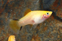 picture of Gold Twinbar Platy Med                                                                               Xiphophorus maculatus