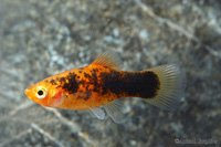 picture of Painted Platy Med                                                                                    Xiphophorus maculatus