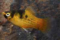 picture of Bumblebee Platy Med                                                                                  Xiphophorus maculatus