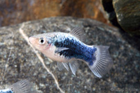 picture of Green Lantern Platy Med                                                                              Xiphophorus maculatus