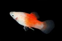 picture of Peppermint Platy Med                                                                                 Xiphophorus maculatus
