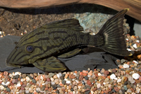 picture of Royal Pleco L191 M/L                                                                                 Panaque nigrolineatus 'l191'