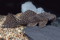 picture of Dracula Pleco L007 Lrg                                                                               Leporacanthicus galaxias 'l007'