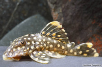 picture of Gold Nugget Pleco L177 Iriri Reg                                                                     Baryancistrus xanthellus 'l177'