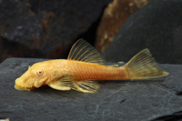 picture of Albino Longfin Bristlenose Pleco L144a Reg                                                           Ancistrus temmincki