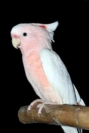 picture of Major Mitchell Cockatoo                                                                              Lophochroa leadbeateri