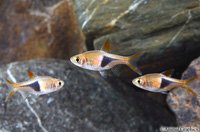 picture of Rasbora Het Florida Lrg                                                                              Trigonostigma heteromorpha