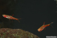 picture of Phoenix Rasbora Reg                                                                                  Boraras merah